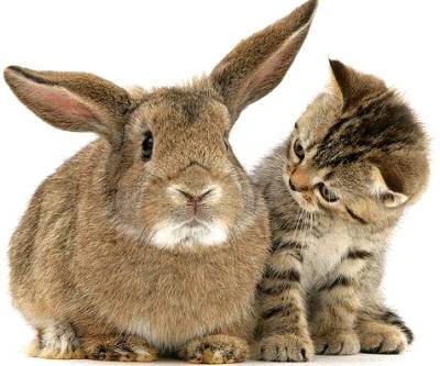 Nuestros dichos: "Dar gato por liebre / Vender gato por liebre"