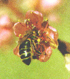 Las abejas, entre otros insectos, son un factor biológico que incide favorablemente en el desarrollo de los vegetales