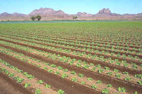 Agricultura, especies de ciclo corto 