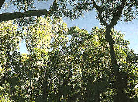 Los bosques se desarrollan por todas las latitudes