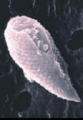 animales microscópicos (plancton) 