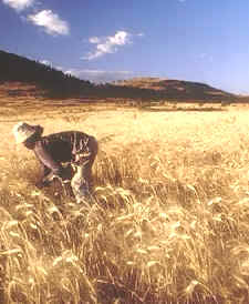 Cultivos en Etiopía