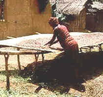 La explotación del cacao sigue siendo una de las actividades económicas más importantes de Ghana