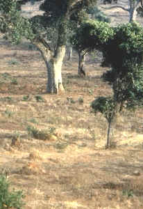 sabana de Guinea Conakry