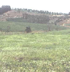 El té es el cultivo de plantación más importante de Malawi