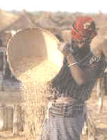 El mijo, junto con el maíz y el arroz, son productos cultivados fundamentalmente para consumo interno en Senegal