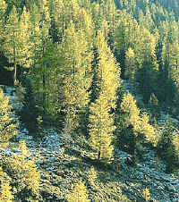 Formación de abetos en el piso subalpino