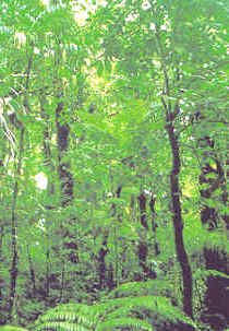 las plantas higrófilas se integran aquellas que se han adaptado a vivir en un medio muy húmedo y sombrío