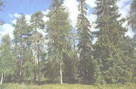 Taiga de Finlandia