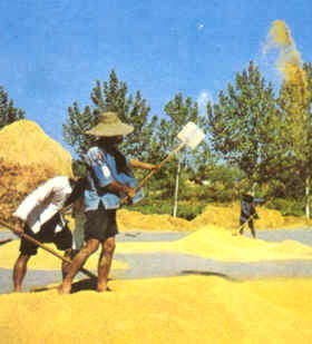 Los cereales son la principal fuente de alimentación mundial, y en algunos países como China el cultivo del arroz constituye un recurso básico