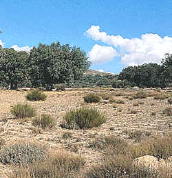vegetación en el clima Mediterráneo 