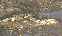 Los carbones son rocas sedimentarias de origen orgánico cuya formación se remonta al Devónico