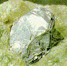 Molibdenita (grupo VI)