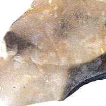 Rocas sedimentarias: Sílex o piedra de pedernal