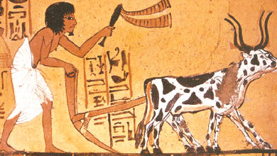 En esta pintura de la tumba de Senutem, pueden apreciarse algunos detalles de la vida agrícola de Egipto, como el tipo de apero utilizado en la labranza, o la especie animal