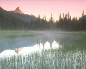Medio ambiente saludable