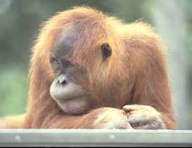 trastornos que sufren los animales criados o nacidos en cautividad