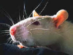 experimentación con ratas, ratones, hámsters, aves, primates...