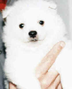 Todos los animales nacen iguales ante la vida y tienen los mismos derechos a la existencia