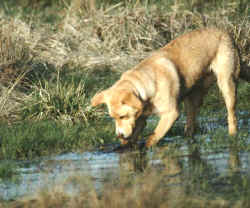 animales domésticos abandonados, perros