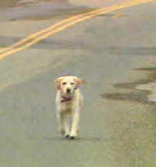 Animales abandonados, perros