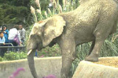 exhibición de animales, elefante