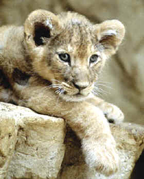 animales salvajes recluidos o criados en cautividad