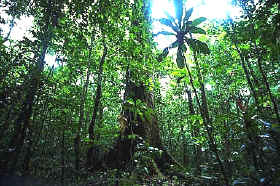 bosques naturales de Sudamérica y Sureste Asiático 