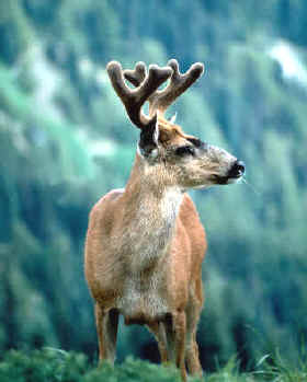 especies denominadas "cinegéticas"