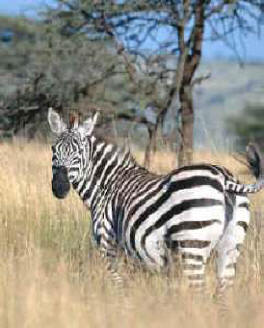 herbívoros que se encuentran adaptados a tierras con suelos y cubierta vegetal muy pobres
