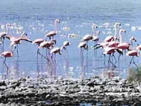 preservación de la existencia de las especies animales 