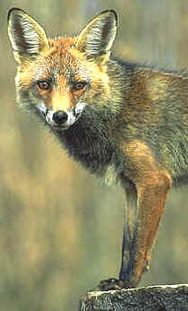 El zorro, al igual que el visón, es un animal esencialmente salvaje 