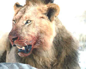 cadenas alimentarias, león