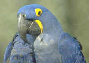 aves para la exportación ilegal