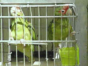 aves para la exportación ilegal