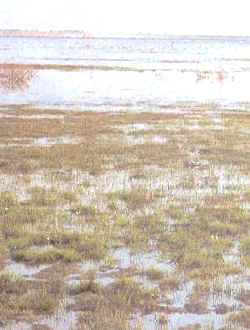 Marismas del Parque Nacional de Doñana