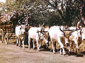 Fuerza animal, yunta de bueyes