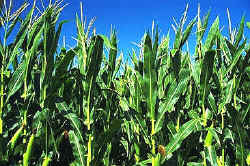 cultivos transgénicos 