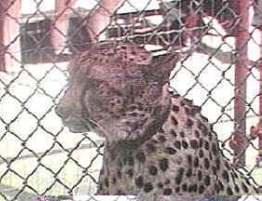 animales salvajes convertidos en cautivos 