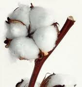 Sally Fox, inventora de la fibra vegetal de colores Foxfibre