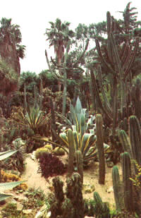 Colección de crasas; al fondo dos washingtonias