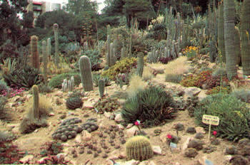 Sección de cactos y crasas