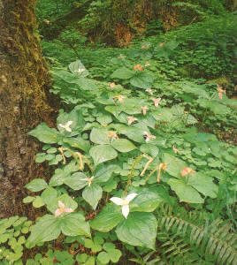 Ejemplares de Trillium