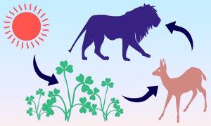 El equilibrio de la cadena alimentaria puede verse alterado por las sustancias tóxicas que contienen los plaguicidas