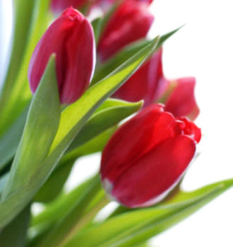 Es importante respetar los ciclos: si una planta se encuentra en plena floración será muy perjudicial realizar un trasplante