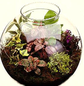 Pequeño jardín dentro de una pecera redonda