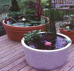 Pequeños jardines acuáticos