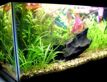 Jardín acuático dentro de un acuario