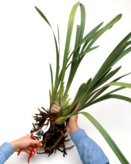 En contra de la creencia popular, en muchas ocasiones resulta beneficioso realizar una poda de las raíces