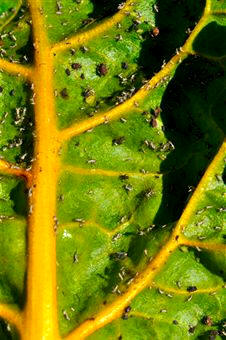 Hoja infectada por pulgones. Éstos chupan la savia de la planta y terminan marchitándola
